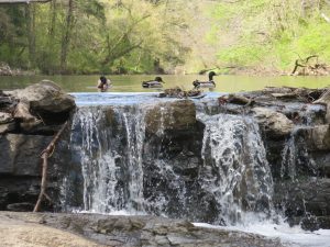 mallards atop waterfall